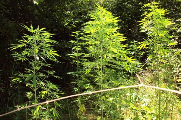 Marijuana growing in the wild.
